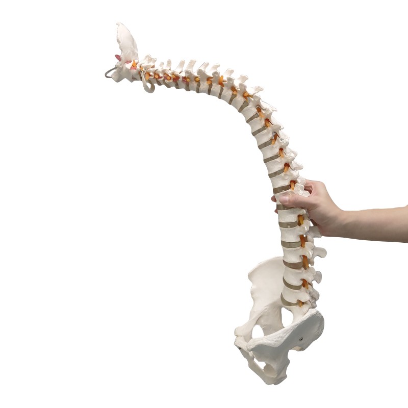 Highly Flexible Spine 3D Model for Teaching & Learning