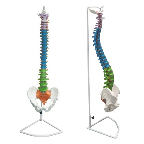 85cm Colored Human Spine Model with Pelvis for Education