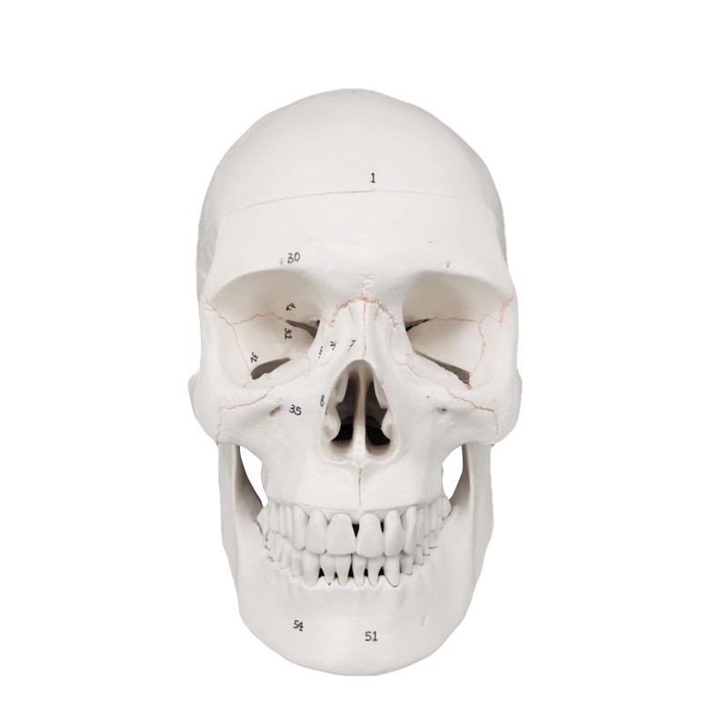 Human Skull Model Labeled, Life Size