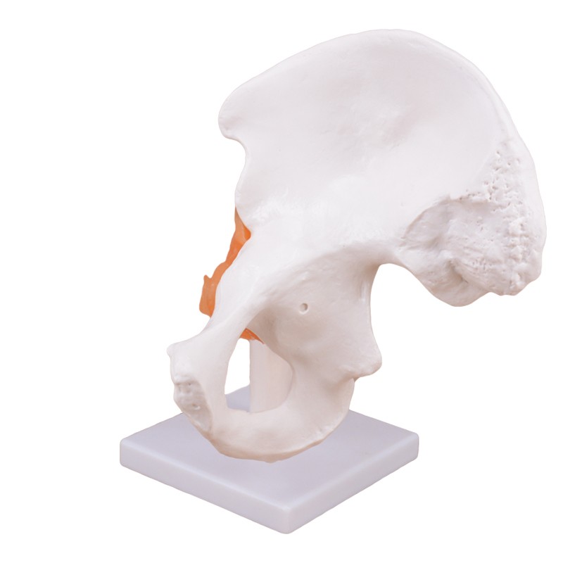 Functional Human Hip Joint Model with Ligaments