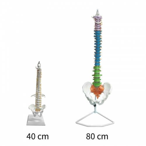 85cm colored spine model
