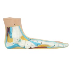 Human Arched Foot Model/ Normal Foot Model/ Flat Foot Model/ Foot Anatomical Model