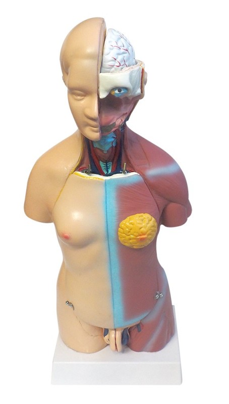 Human torso model