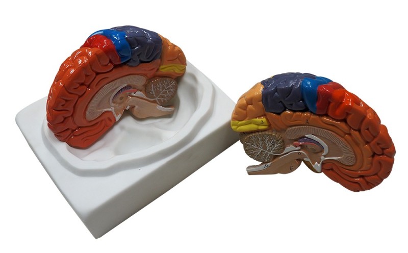 Coloured Human Brain Model(2 Part) for Medical Students