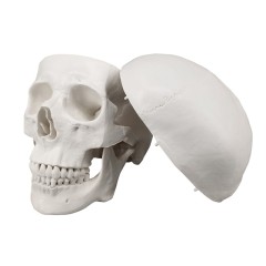 Life Size PVC Anatomy Skull 3D Model, White