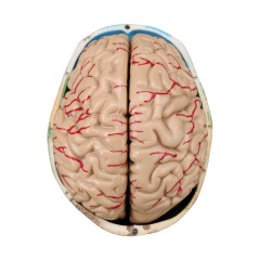Skull Model With 8 Parts Detachable Artery Brain