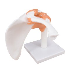 Flexible Shoulder Joint Model with Ligaments