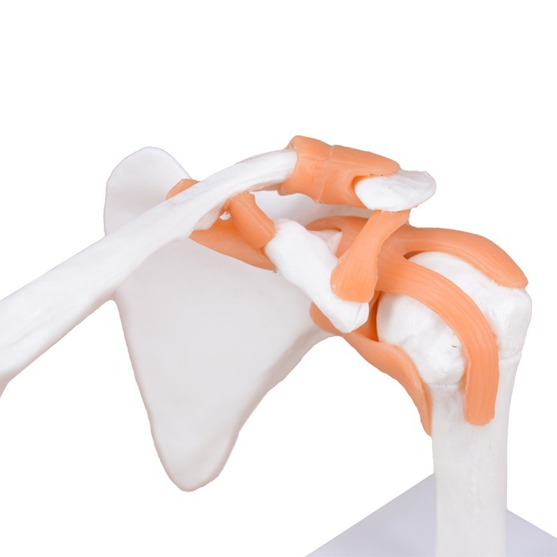 Flexible Shoulder Joint Model with Ligaments