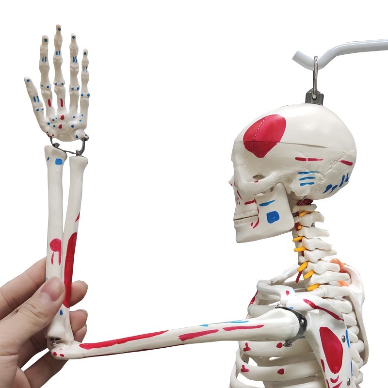 Flexible & Posable Skeleton Educational Model, 85cm