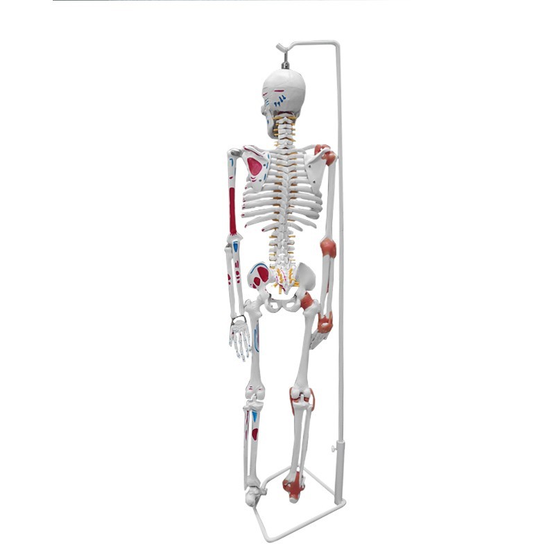 Flexible & Posable Skeleton Educational Model, 85cm