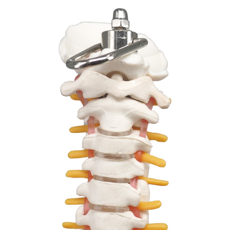 Didactic Flexible Human Spine Nerves Model with Removable Pelvis, 45cm