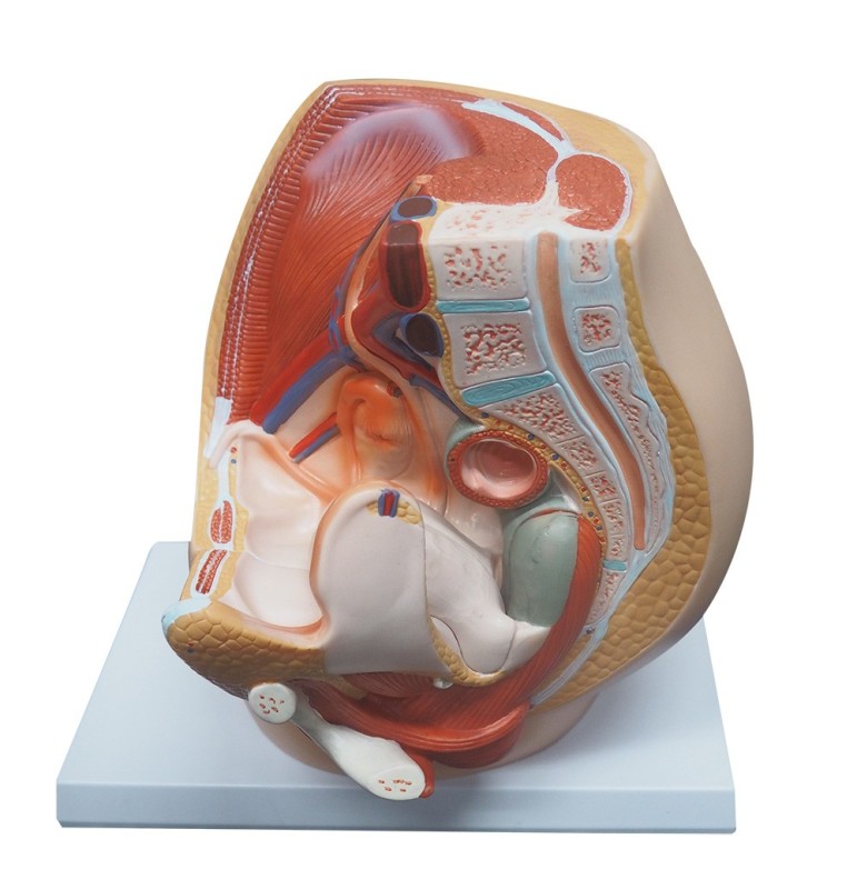 Vagina Ovary Structural Model