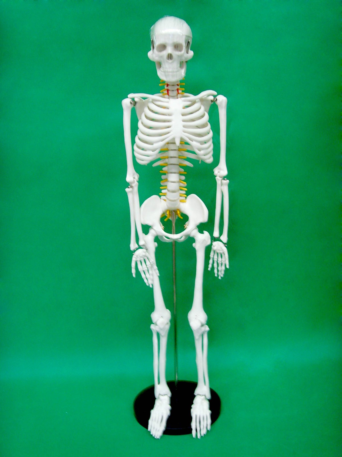 85cm Anatomically Correct Skeleton With Colored Nerve