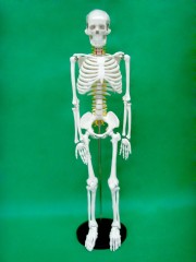 85cm Anatomically Correct Skeleton with Colored Nerve