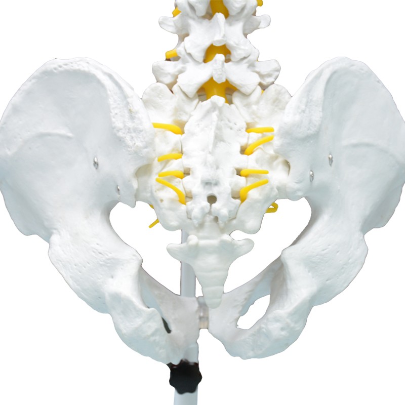 Highly Flexible Spine 3D Model for Teaching & Learning