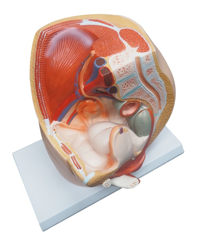 Vagina Ovary Structural Model