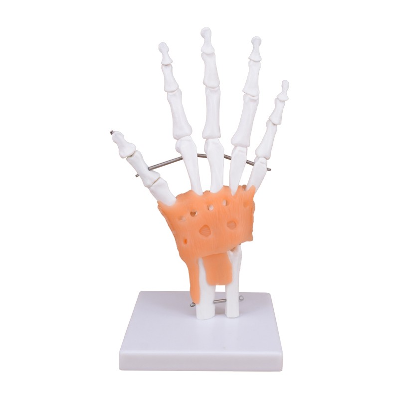 Skeleton Hand 3D Model with Ligaments