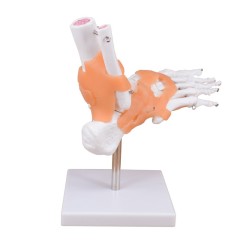 Right Foot Skeleton Model with Ligaments & Tibia & Fibula