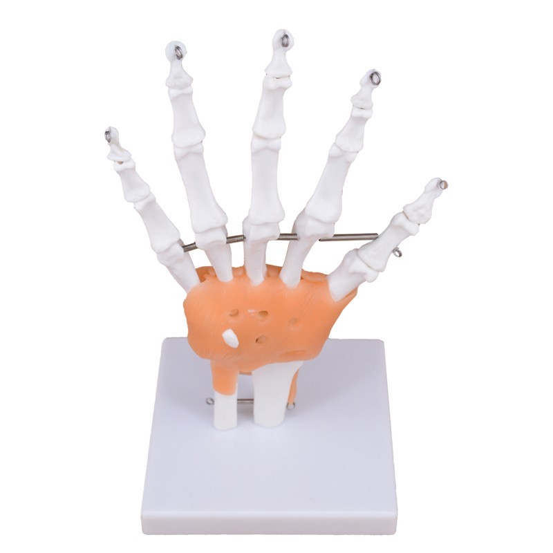 Skeleton Hand 3D Model with Ligaments