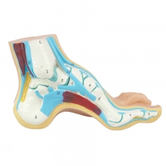 Human Arched Foot Model/ Normal Foot Model/ Flat Foot Model/ Foot Anatomical Model