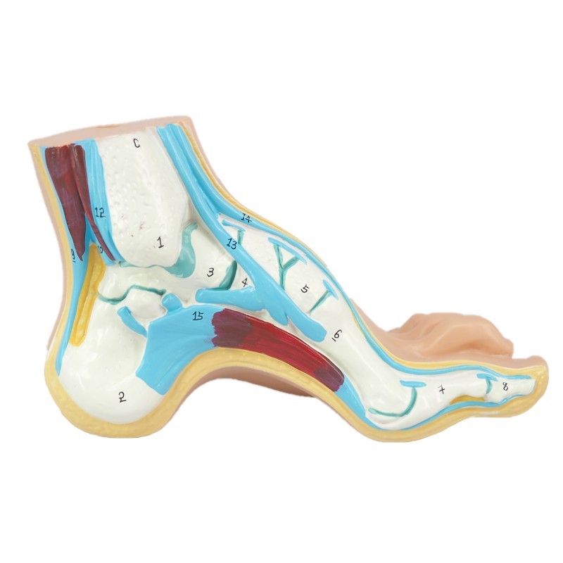 Human Arched Foot Model/ Normal Foot Model/ Flat Foot Model/ Foot Anatomical Model