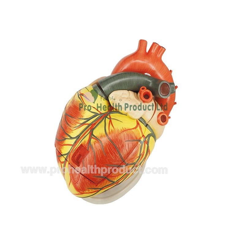 Human Jumbo Type 3 Times Enlarge 4 Parts 3D Heart Model