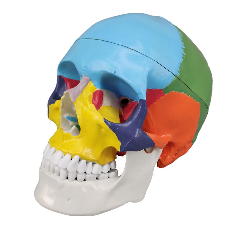 Didactic Skull with Colored Bones Human Antomy Model