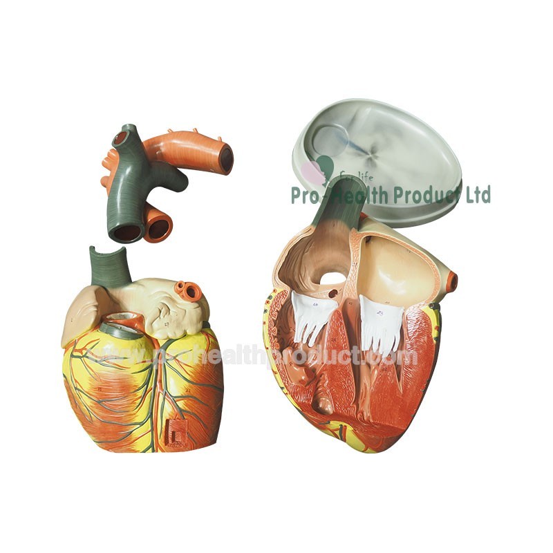 Human Jumbo Type 3 Times Enlarge 4 Parts 3D Heart Model