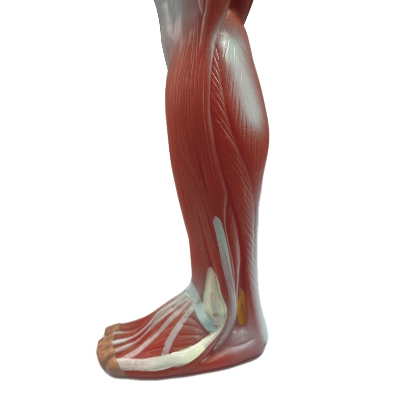Human muscle display model