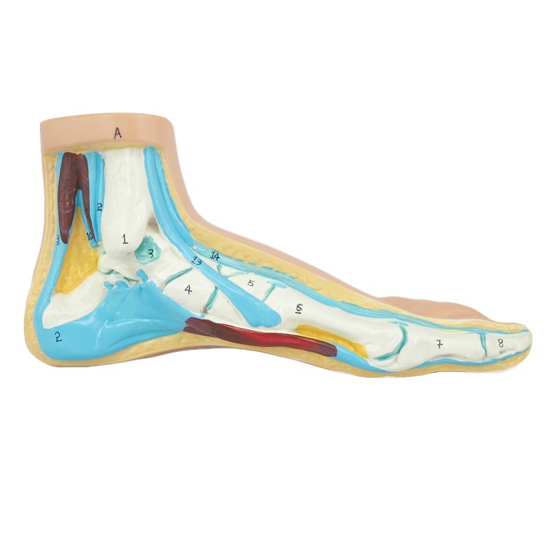 Human Arched Foot Model/ Normal Foot Model/ Flat Foot Model/ Foot Anatomical Model