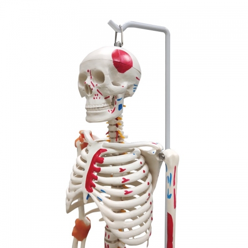 85cm skeleton model with muscle/ligament/nerve