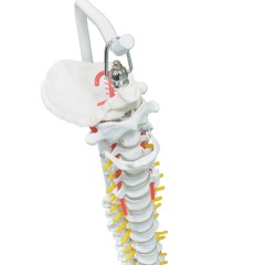 Highly Flexible Spine 3D Model for Teaching & Learning