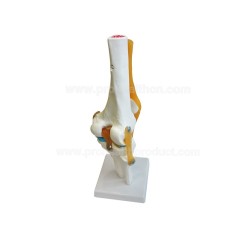 Human Knee Joint Model With Ligaments