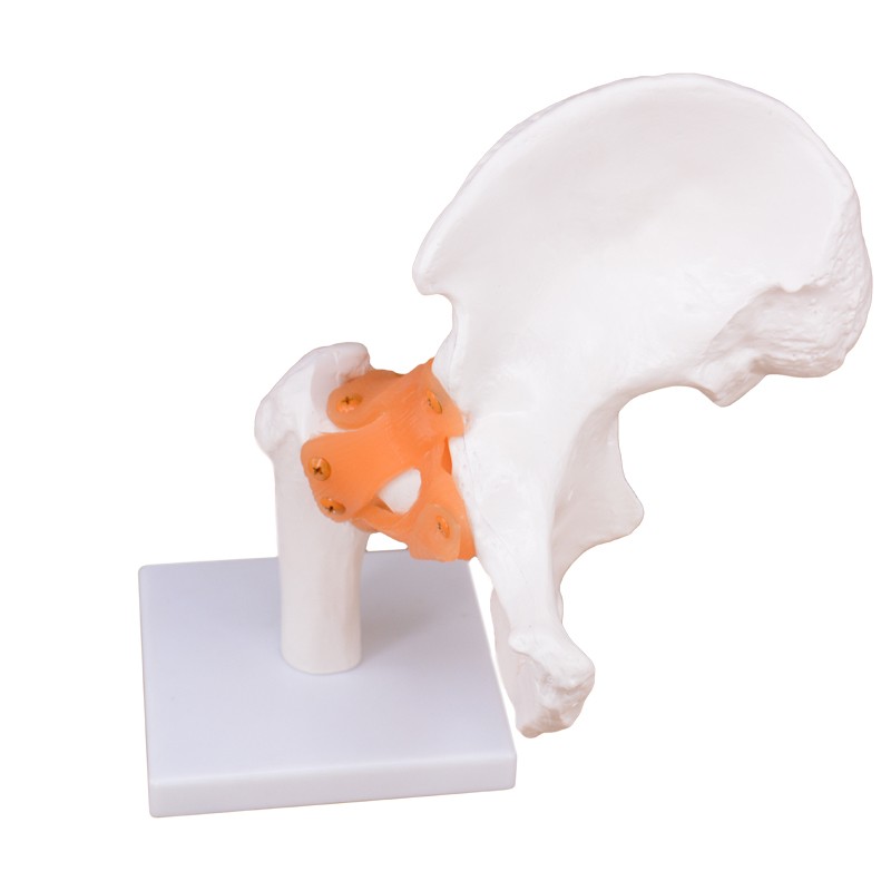 Functional Human Hip Joint Model with Ligaments for School & Doctors