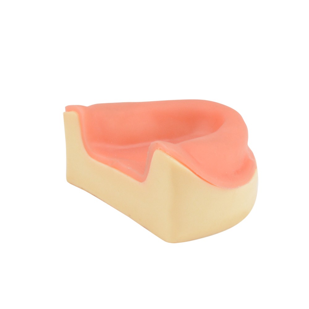 Maxillary Edentulous Model for Dental Implant Training, Soft Tissue