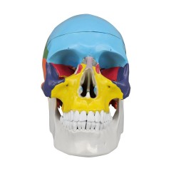 Life-Size Skull with Colored Bones
