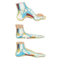 Human Arched Foot Model/ Normal Foot Model/ Flat Foot Model/ Foot Anatomical Model