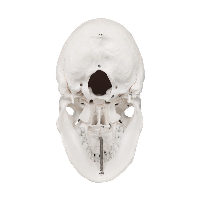 Human Skull Model Labeled, Life Size