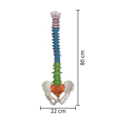 85cm Colored Human Spine Model with Pelvis for Education