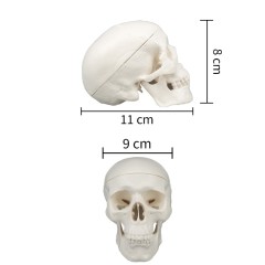 Human Skull Model