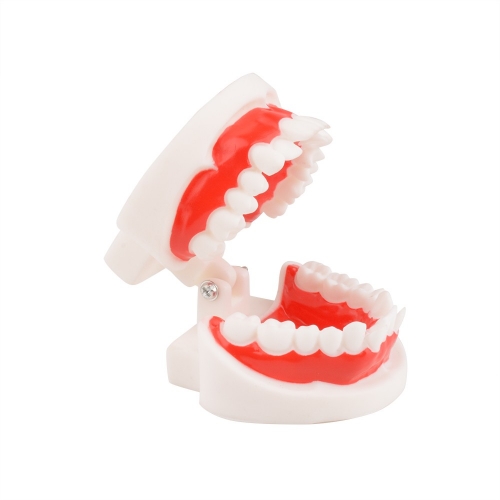 Distal Occlusion Mesial Occlusion Dental Teeth Anatomical Model