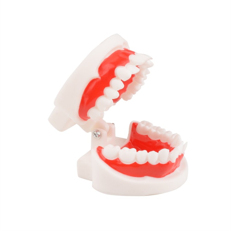 Dental Malocclusion Teeth Model - Distal, Mesial Occlusion Demonstration