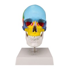1:1 Scale Colorful Human Skull With Cervical Vertebra Anatomical Educational Model