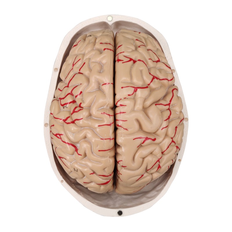 Skull Anatomy Model with Brain Dissect into 8 Parts Model