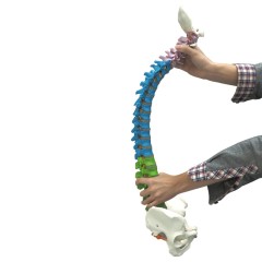 85cm Colored Human Spine Model with Pelvis for Education