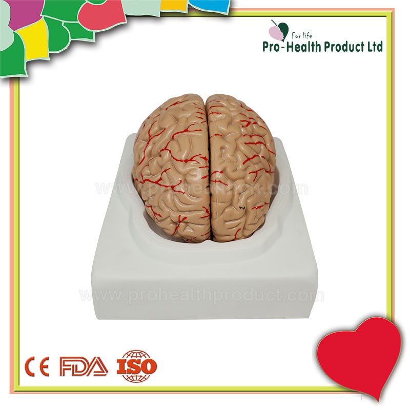 Medical 3D Brain Model with Arteries, 7 Parts, Life Size