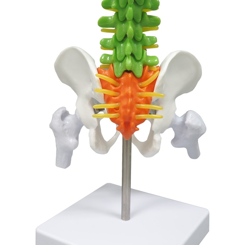 Colored Vertebrae Column Model with Disc Pelvis & Femur, 45cm