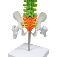 Colored Vertebrae Column Model with Disc Pelvis & Femur, 45cm