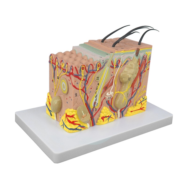 Human 3D Skin Model, Enlarged Anatomical Study Model