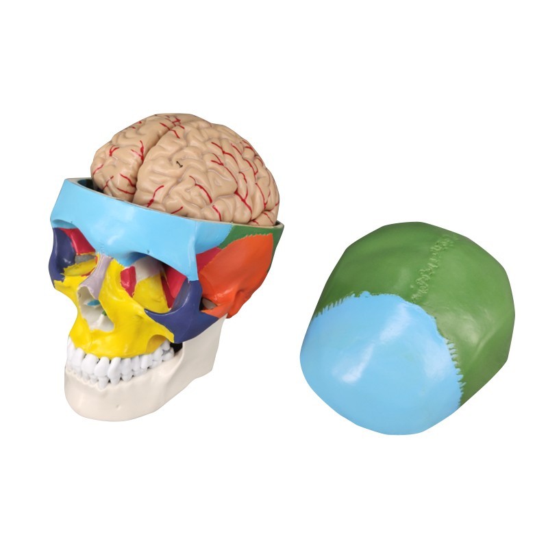 Medical Skull and Brain Model Colored for Osteopathic Study